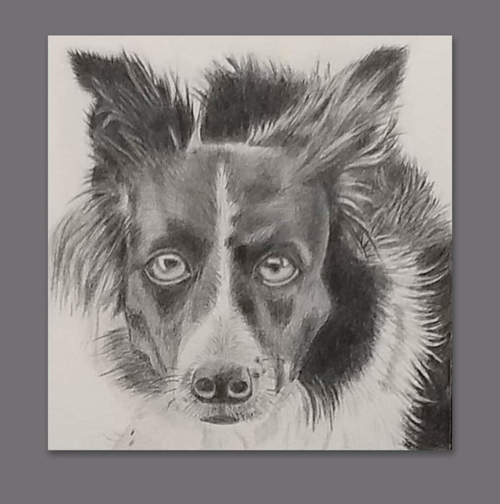 Retrato a lápiz de Mia, border collie | Realismo en ojos y textura de pelo | Arte animal por Beatriz Marín